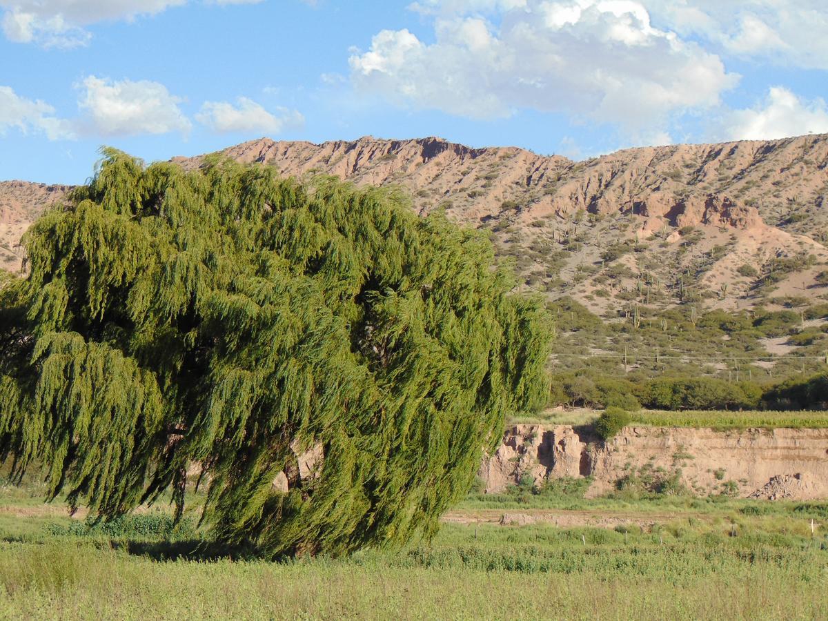 Villa El Churqui à Humahuaca Extérieur photo